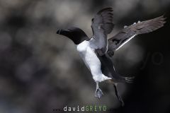 Pingouin torda ; Razorbill