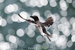 Pingouin torda ; Razorbill