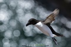 Pingouin torda ; Razorbill