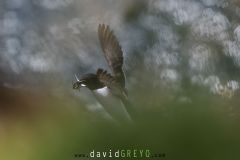 Pingouin torda ; Razorbill