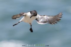 Pingouin torda ; Razorbill