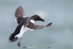 Pingouin torda ; Razorbill