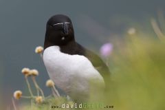 Pingouin torda ; Razorbill