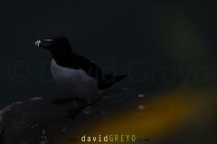 Pingouin torda ; Razorbill