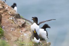 Pingouin torda ; Razorbill