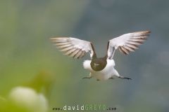 Pingouin torda ; Razorbill