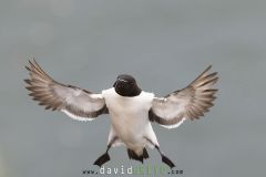 Pingouin torda ; Razorbill