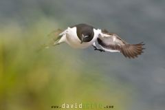 Pingouin torda ; Razorbill