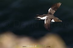 Pingouin torda ; Razorbill