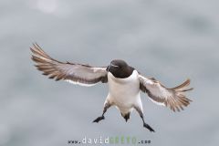 Pingouin torda ; Razorbill