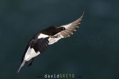 Pingouin torda ; Razorbill