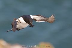 Pingouin torda ; Razorbill