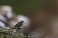 Pipit maritime ; European rock pipit