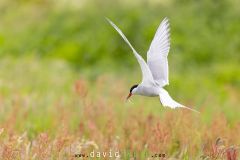Sterne arctique ; Arctic tern