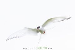 Sterne arctique ; Arctic tern