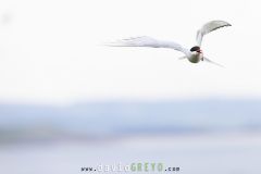 Sterne arctique ; Arctic tern
