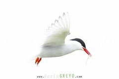 Sterne arctique ; Arctic tern