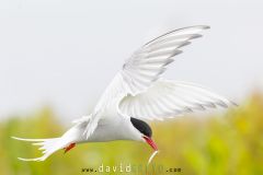 Sterne arctique ; Arctic tern