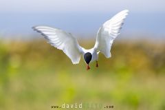 Sterne arctique ; Arctic tern