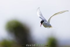 Sterne arctique ; Arctic tern