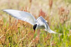 Sterne arctique ; Arctic tern