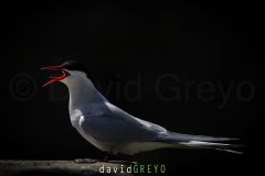 Sterne arctique ; Arctic tern