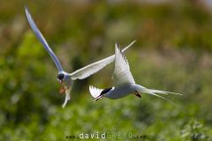Sterne arctique ; Arctic tern