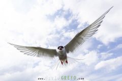 Sterne arctique ; Arctic tern