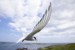 Sterne arctique ; Arctic tern
