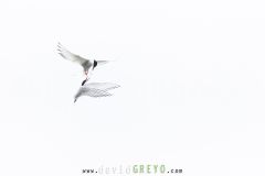 Sterne arctique ; Arctic tern