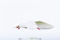 Sterne arctique ; Arctic tern