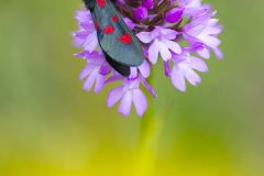 Zygène du trèfle ; Five-spot burnet