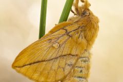 2025-06-22 16-32-06 (B,R10,S3)