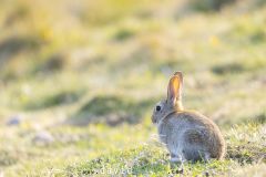 Lapin de garenne