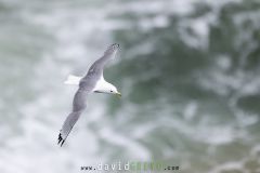 _O7A1251