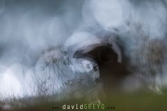 _O7A1521