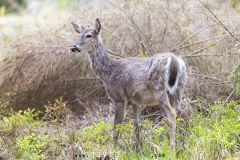 Odocoileus virginianus