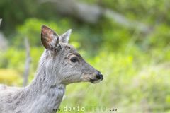 Odocoileus virginianus