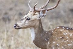 Cerf sika