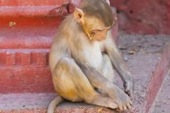 Macaque rhésus ; Rhesus macaque
