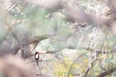 Martin-chasseur de Smyrne ; White-throated Kingfisher