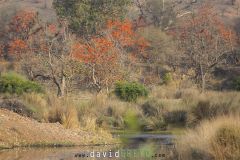 Parc National de Ranthambore