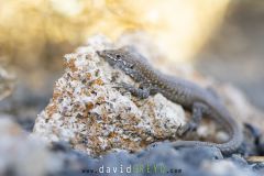 Lézard atlantique - Gallotia atlantica