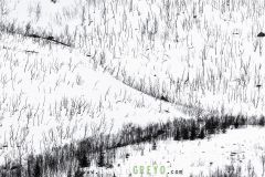 Lignes d'arbres