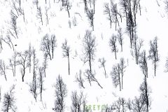 Lignes d'arbres