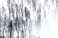 Lignes d'arbres