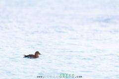 Eider à tête grise