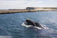 Baleine franche australe