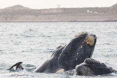 Baleine franche australe