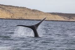 Baleine franche australe